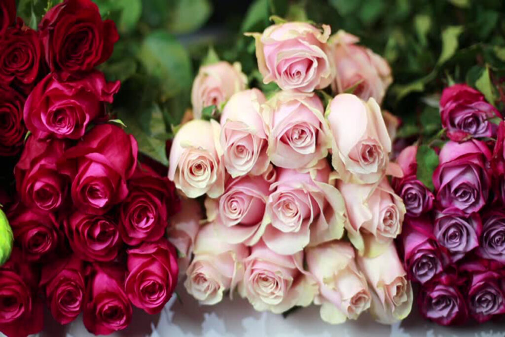 تست شخصیت شناسی