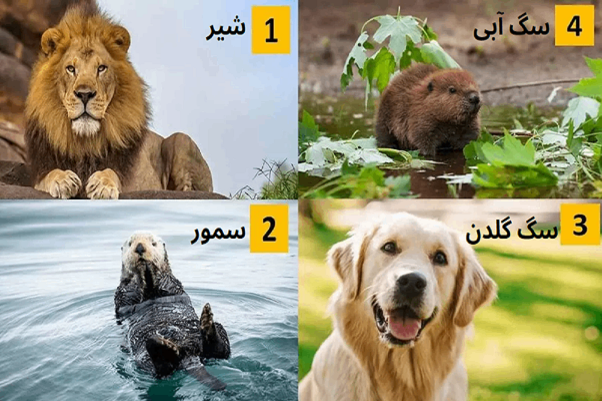 تست شخصیت شاسی