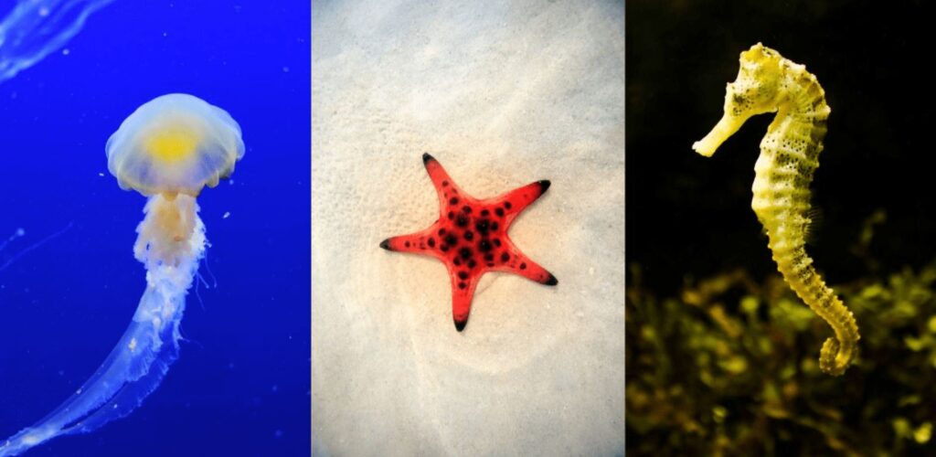 تست شخصیت شناسی