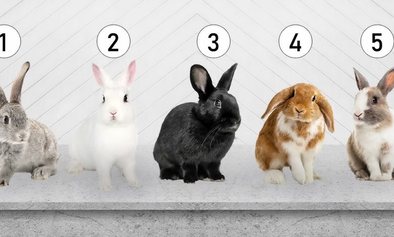 تست شخصیت شناسی