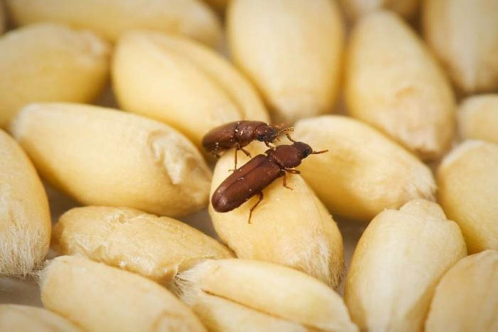 حشره حبوبات