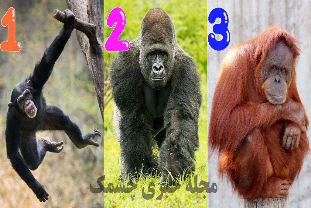 تست شخصیت شناسی