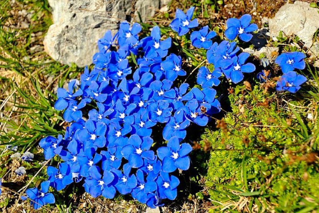درمان خانگی