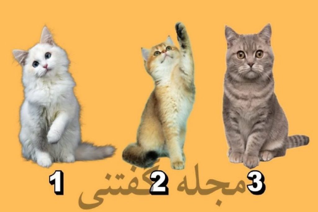 تست شخصیت شناسی