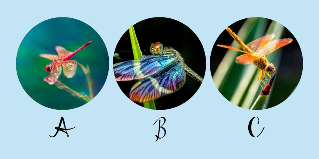 تست شخصیت شناسی