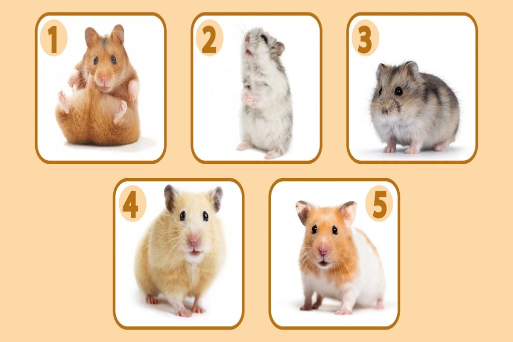 تست شخصیت شناسی