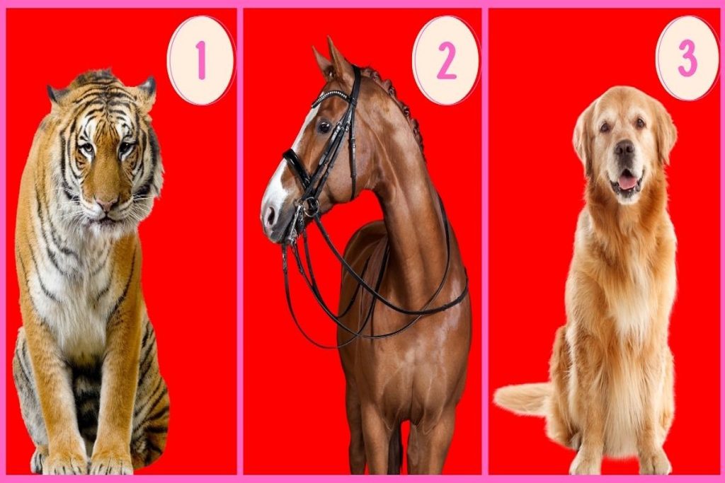 تست شخصیت شناسی