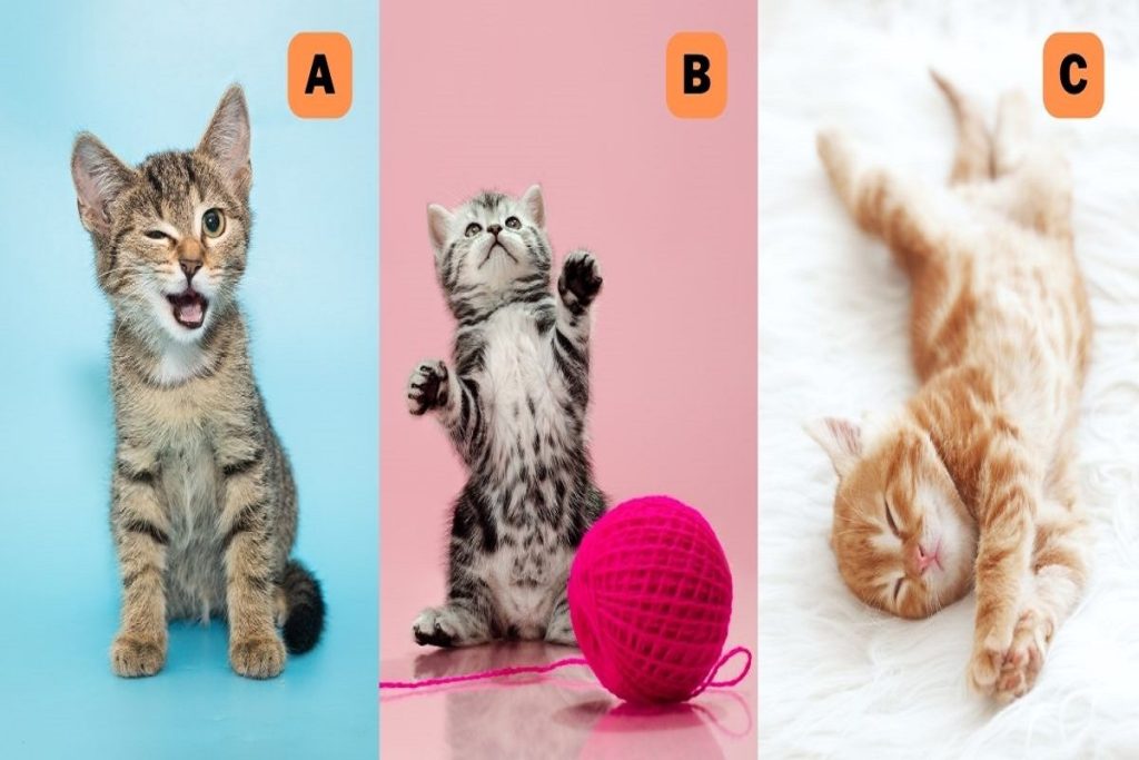 تست شخصیت شناسی