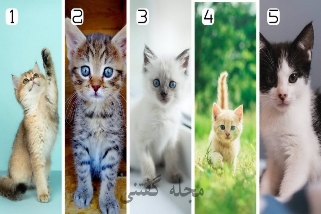 تست شخصیت شناسی