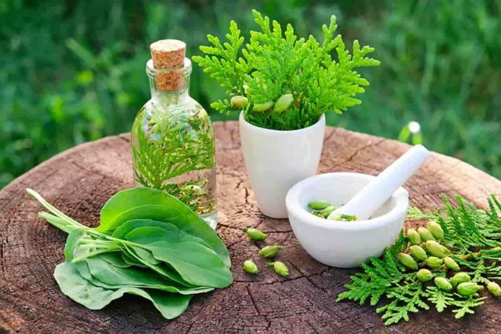 گیاهان دارویی که فصل بهار