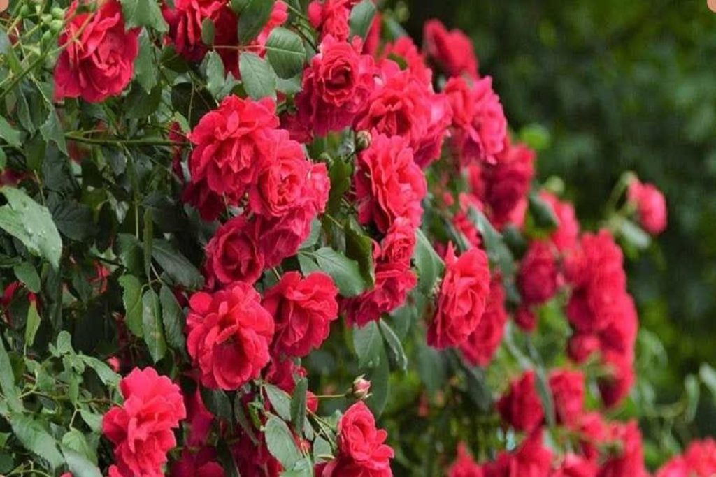 آرام بخش مغز و اعصاب