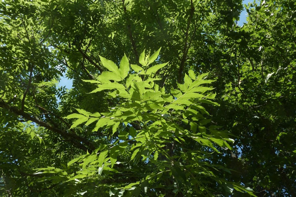 درمان یبوست و نقرس