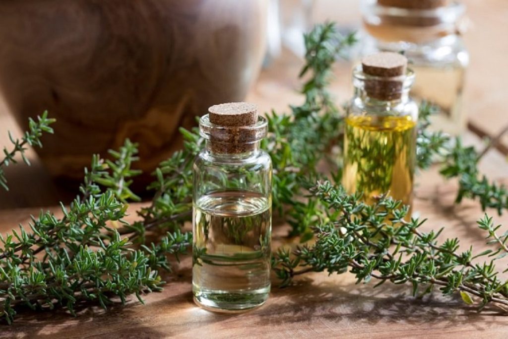 گیاه ضد سرفه