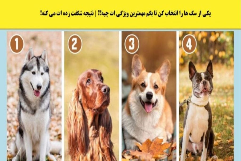 تست شخصیت شناسی