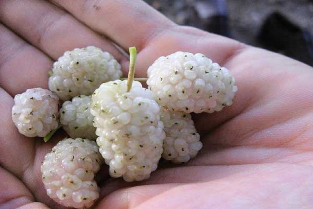 تصفیه کننده خون