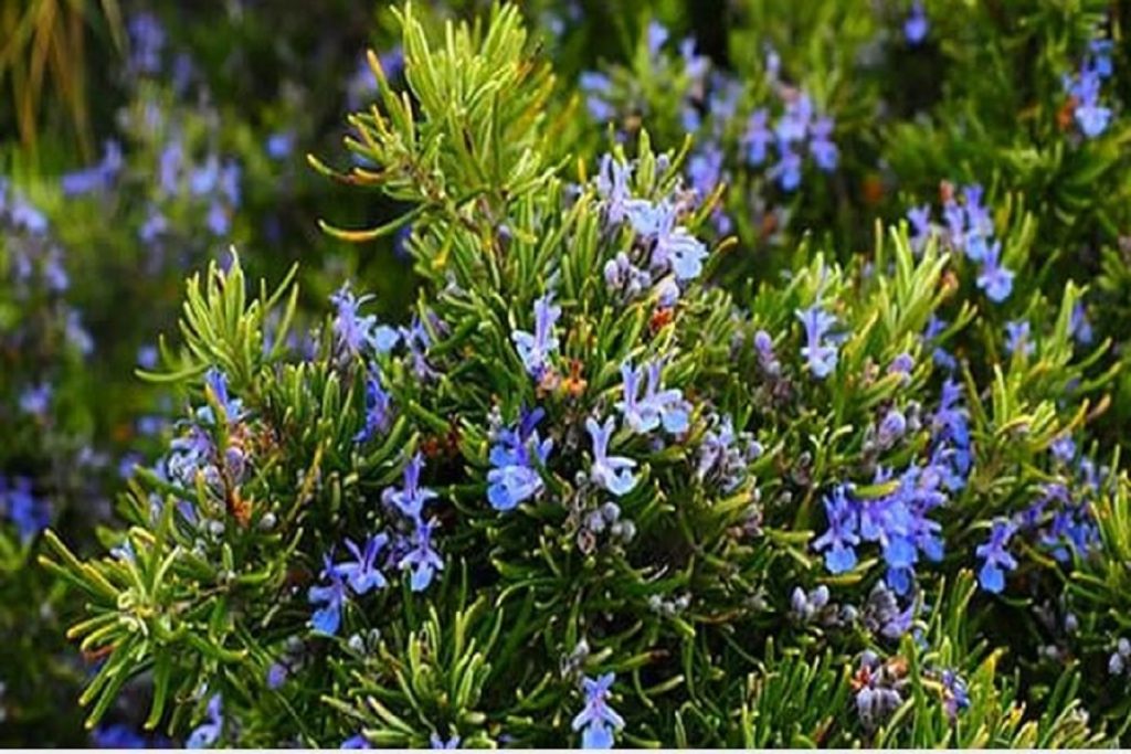 کاهش قند خون