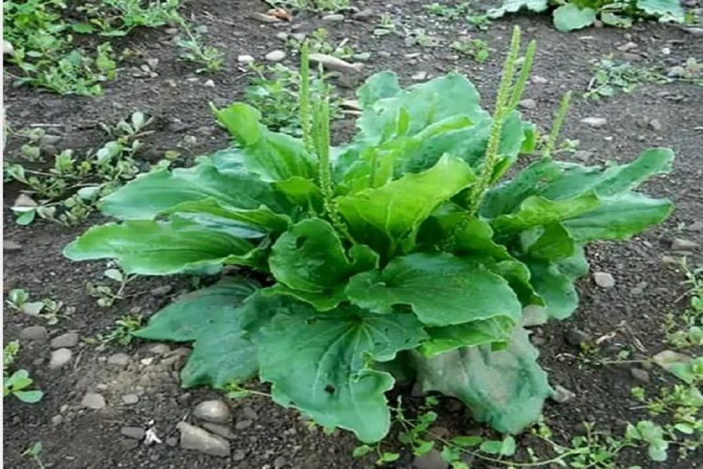 عفونت های ریوی