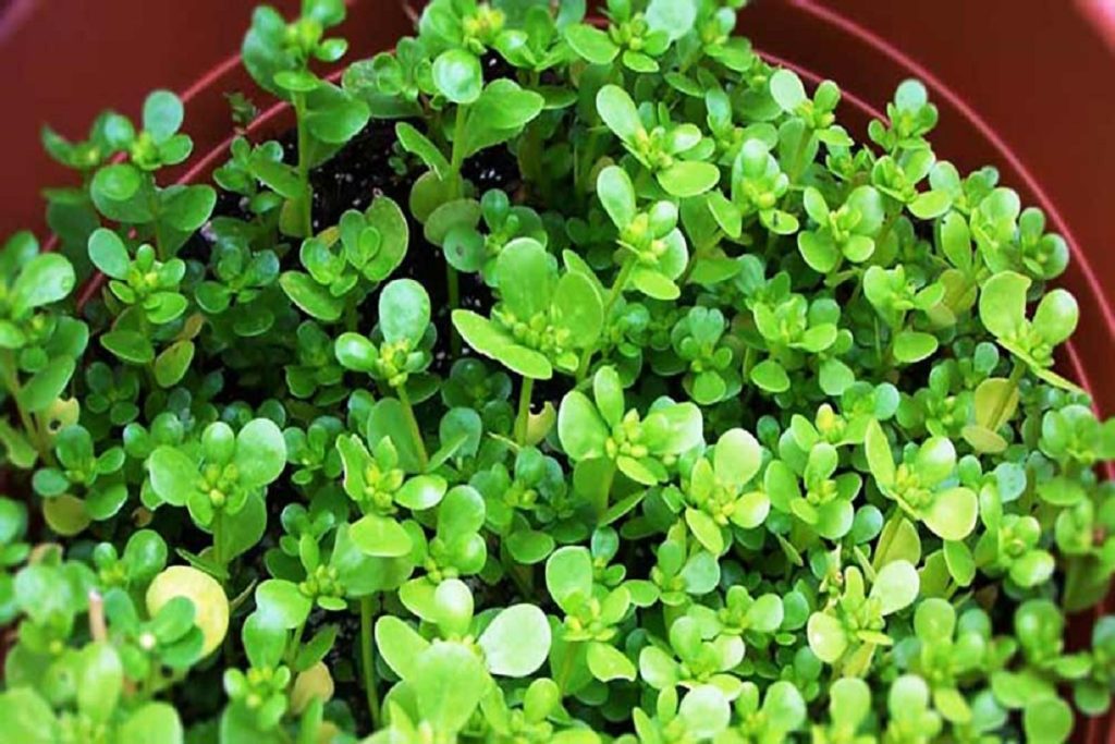 گیاه تصفیه کننده خون