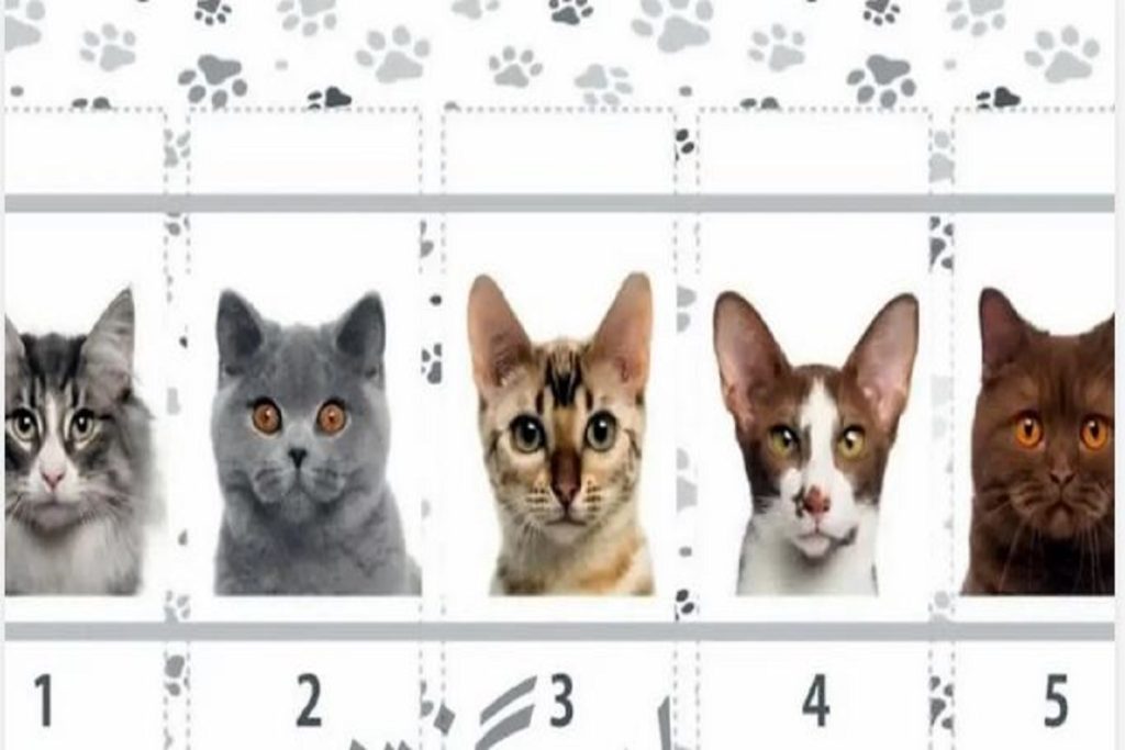 تست شخصیت شناسی