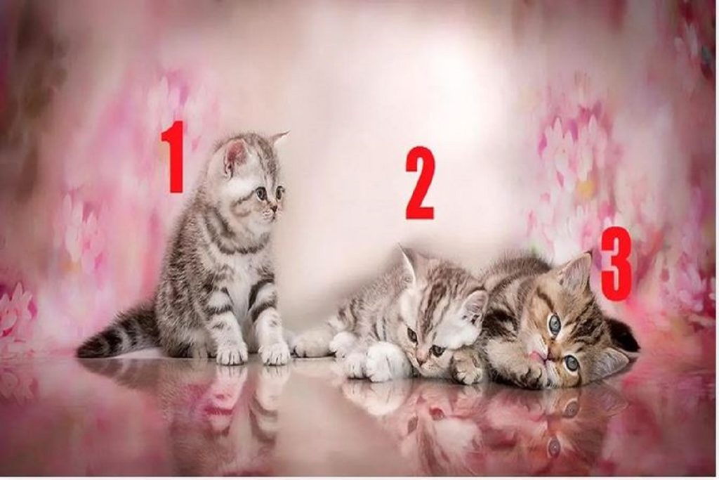 تست شخصیت شناسی