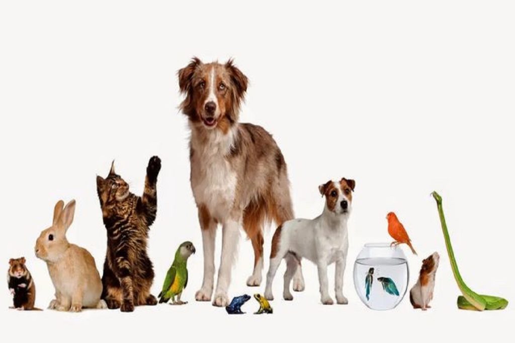 تست شخصیت شناسی