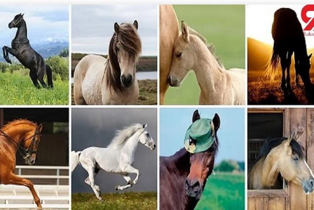 تست شخصیت شناسی