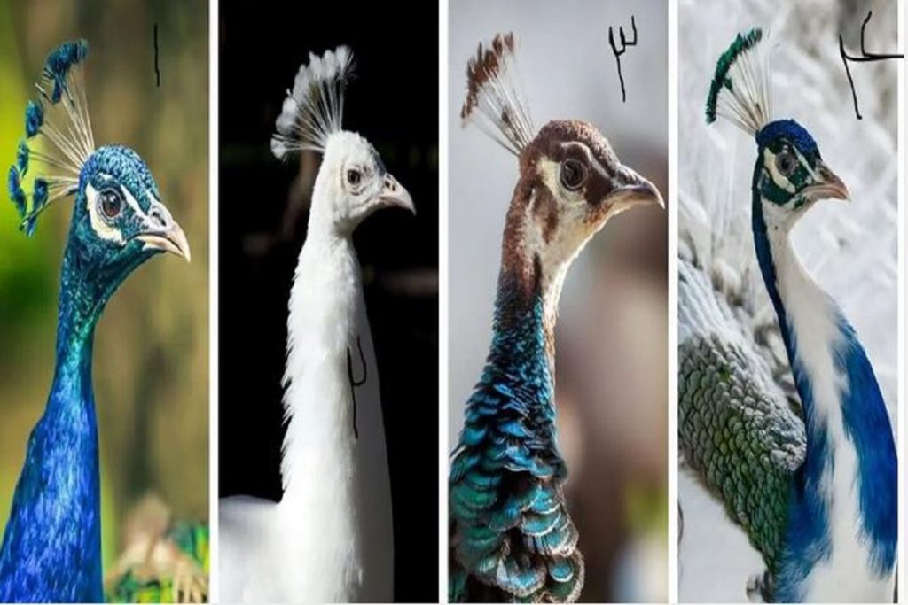 تست شخصیت شناسی