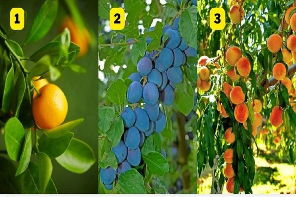 تست شخصیت شناسی