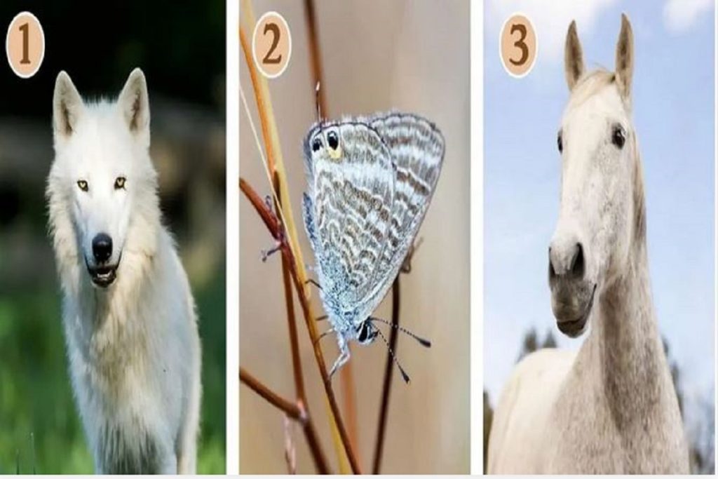 تست شخصیت شناسی