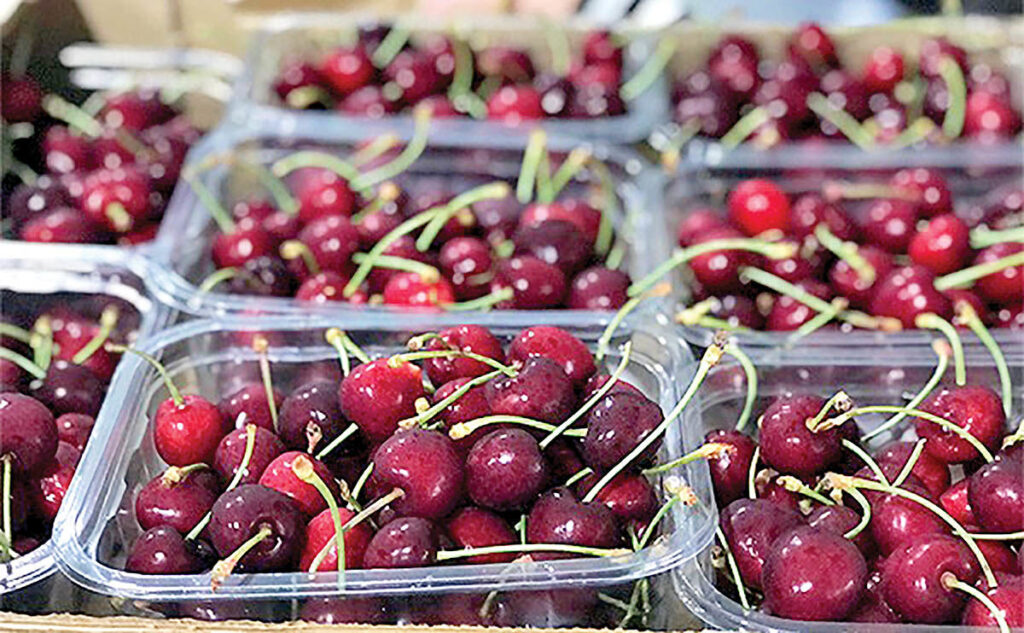 روش تشخیص گیلاس کرم دار در چندثانیه