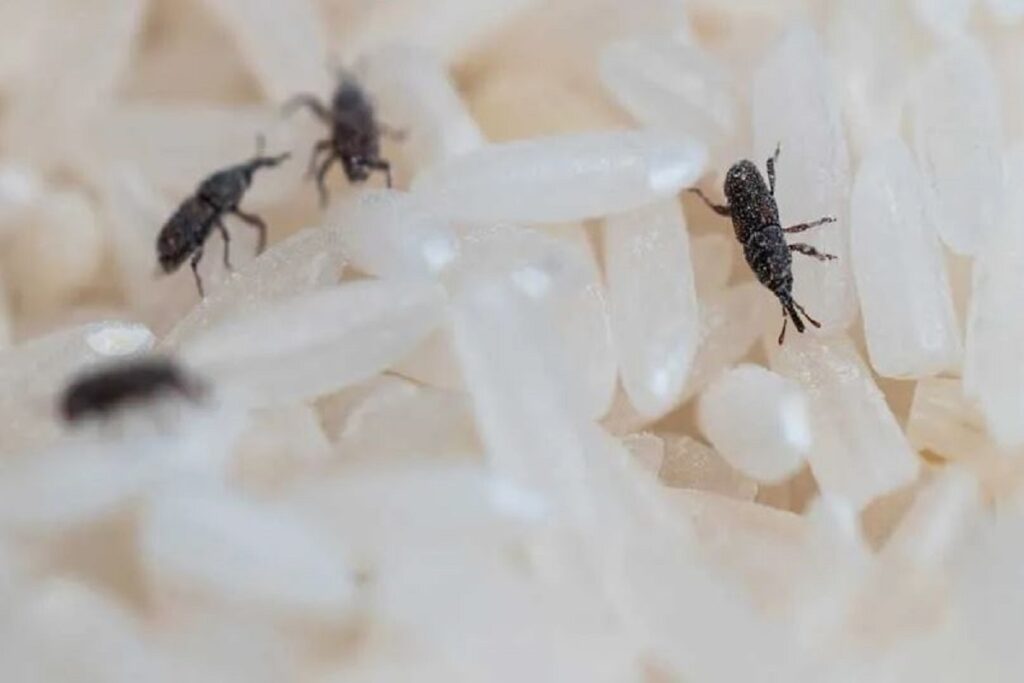 برنج شپشک زده چیکار کنم؟ / ترفندهای طلایی برای نابودی حشره برنج