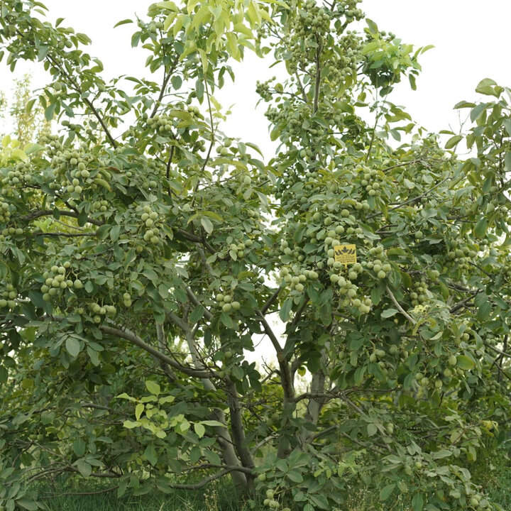 نهال گردو پیوندی؛ راز برداشت ۱۰ تن گردو در هکتار