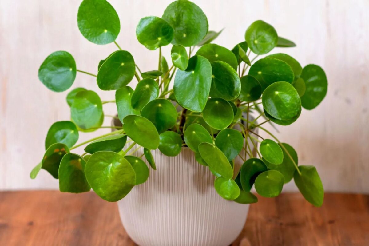 راهنمای جامع پرورش گیاه پول آبزی در خانه